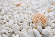 Many well polished little mainly white stones with big motley seashell on foreground close up view