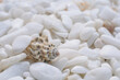 Many well polished little mainly white stones with motley seashell on foreground close up view
