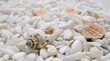 Many well polished little mainly white stones with few colorful seashells close up view