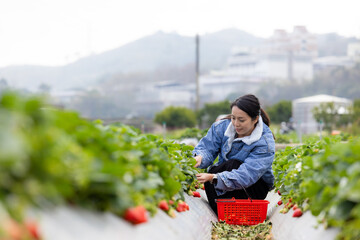 Sticker - Woman go strawberry field to pick a strawberry in Miaoli of Taiwan