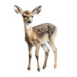 Fawn bambi watercolor illustration. Generative AI