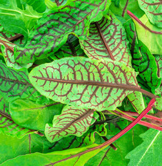 Wall Mural - Salad leaves mix background. Salad Pattern  with rucola, spinach,  radicchio and lamb's lettuce top view, flat lay.