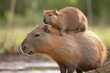 capybara with babies on its back, generative ai