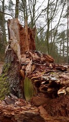 Wall Mural - huge oak tree that has fallen from rot and old age