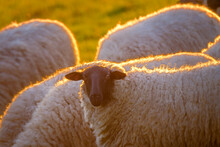 Suffolk White Sheep With A Black Head On A Green Meadow In The Sun, Golden Hour.