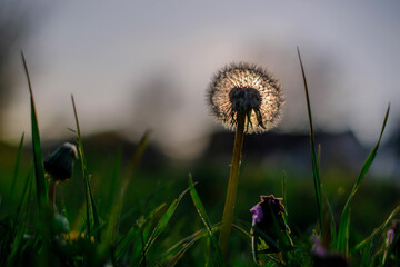Wall Mural - close-up of a dandelion with sun behind it, dandelion white flowers in green grass at aunset.