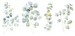 © vectorgirl - Green Eucalyptus Branches Set. Watercolor Illustration.