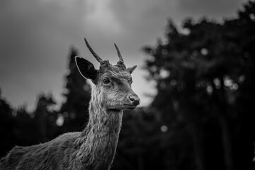 Deer on the park