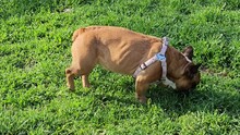 Female French Bulldog Pissing On Green Grass On A Walk. Animal Habits. Content For Veterinary Clinics.
