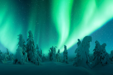 northern lights in winter forest. aurora borealis. sky with polar lights and stars. night winter lan