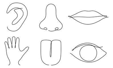 Human senses continuous one line art set. Hand, eye, nose, tongue, lips and ear. People part of body contour line. Vector illustration on white.