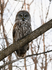 Wall Mural - Great Gray Owl portrait on tree branch in winter