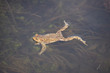 toad in the water in the spring 