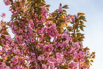 Wall Mural - pink and white lilac