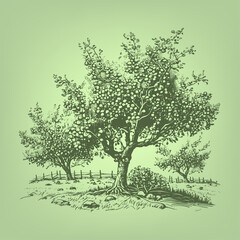 Wall Mural - Orchard. Woodcut engraving style hand drawn vector illustration. Optimised vector.	
