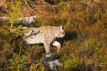 Wall Mural - adult male Eurasian lynx (Lynx lynx) walking through the heather