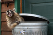 Raccoon (Procyon lotor) Leans Out of Trash Can Mouth Full of Marshmallow