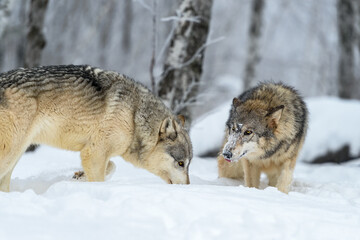 Naklejka na meble Wolves (Canis lupus) Step Up to Each Other in Frosty Woods Winter