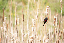 A Colorful, Red-winged Blackbird Perches On A Cattail In A Marshy Field.
