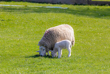 Selective Focus Of Mother Sheep And Newborn Baby Nibbling Fresh Grass On The Green Meadow In Spring Season, Young Lamb Standing In The Field Under The Sunlight, Open Farm In Countryside, Netherlands.