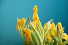 In A Blurry Colorful Withered Fading Bouquet Of Bright Yellow Sunny Tulips, An Elegant Bud With Flying Petals Stands Out Against A Harmonious Azure Background. Selective Focus. Interior Details