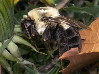 Wall Mural - Macro of a spring Queen bumble bee (Bombus impatiens) waking up from winter hibernation.  Long Island, New York.