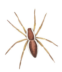 Water Hunter Spider, Pisauridae
