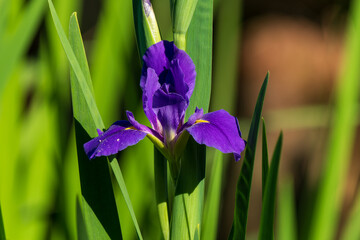 Wall Mural - Louisiana Iris