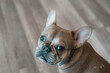 © Stephanie - french bulldog portrait
