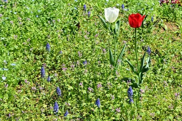 Canvas Print - The Muscari ( Grape hyacinth ) flowers.  Asparagaceae perennial bulbous plants. Bell-shaped flowers bloom from March to April.