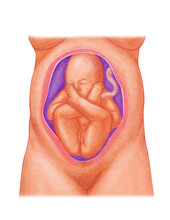 Baby Position For Labour And Birth, Breech Baby Position 