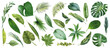 植物, 葉, 葉っぱ, 水彩, 夏, ボタニカル, トロピカル, ベクター, アイコン, イラスト