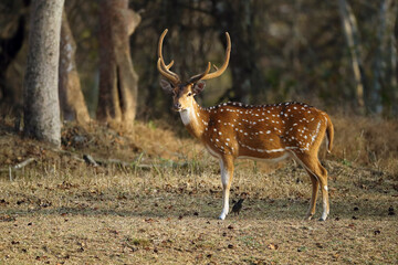 Poster - The chital or cheetal (Axis axis), also known as the spotted deer, chital or axis deer. Adult male with still hairy antlers in dry forest.