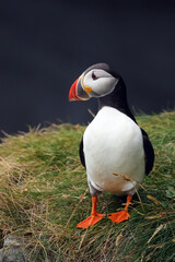 Poster - The Atlantic puffin (Fratercula arctica), also known as the common puffin sitting on the edge of a cliff with a green background.