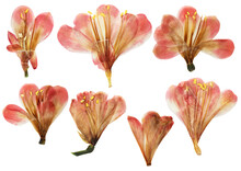 Pressed And Dried Clivia Flower, Isolated On White Background. For Use In Scrapbooking, Floristry Or Herbarium.