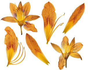 Wall Mural - Pressed and dried orange flower day lily isolated on white background. For use in scrapbooking, floristry or herbarium.