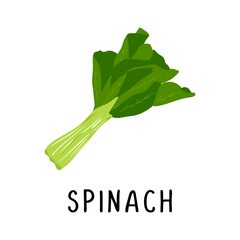 Spinach Vector illustration, flat design cartoon of leafy green spinach natural product for health and vitamins.