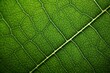 © Margo Alexa - abstract background macro image structure of green leaf plant. Generative AI