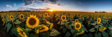 Sunflower Field At Sunset. Panoramic View Of Sunflower Field At Sunset.