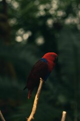 Wall Mural - Vertical shallow focus shot of Eclectus parrot perched on the top of a tree branch