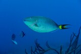 Fototapeta Do akwarium - Closeup of a blue parrotfish (Scarus coeruleus) under the water