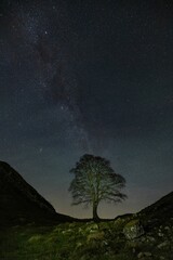 Sticker - Vertical shot of the sycamore tree under the starry sky in UK