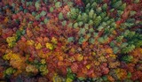 Fototapeta Do pokoju - Aerial view of dense colorful trees in beautiful autumn forest