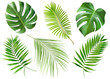 collection of six different palm branches on a white isolated background