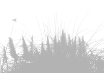 Wall Mural - The shadow of the pampas grass on the white wall. Black and white image for photo overlay or mockup