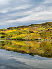 Wall Mural - Briedern village's colorful vineyards on Moselle river during autumn in Cochem-Zell district, Germany