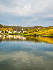 Wall Mural - Briedern village on Moselle riverbank and colorful vineyards during autumn in Cochem-Zell district, Germany