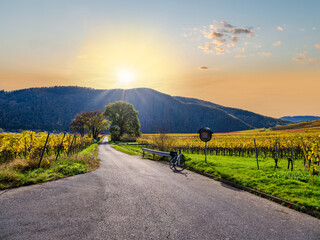 Wall Mural - A road leading to the mountain sunset and colorfull rows of vine in Ellenz-Poltersdorf village during autumn in Cochem-Zell district, Germany