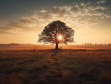 A Single Tree Standing Tall In A Vast, Open Field At Sunset