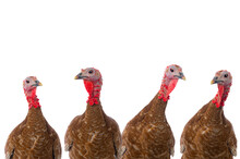 Portraits Of Turkeys Brown Isolated On Transparent Background
